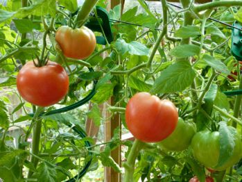 Выращивание овощей в парниках и теплицах
