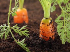 Удобрения для моркови при посадке