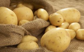История появления картофеля в России