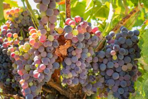 Рассказ про виноград для детей 1 - 2 класса