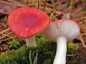 Рассказ про грибы Сыроежки для детей