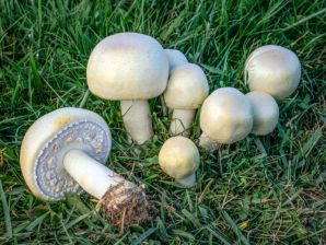Рассказ про грибы Шампиньоны для детей