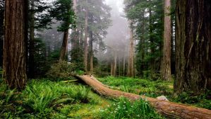Рассказ про лес, 2 класс. Окружающий мир