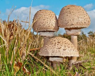 Сообщение про грибы-зонтики, 3 класс. Окружающий мир