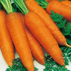 Чем полезна морковь? Лечебные свойства моркови