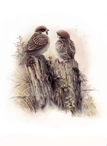 Пословицы и поговорки про птиц