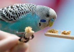 Как ухаживать за попугаем в домашних условиях