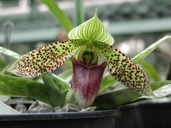 Полезные свойства орхидеи
