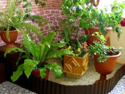 Полезные свойства комнатных растений