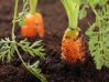Удобрения для моркови при посадке
