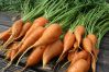 Лучшие сорта моркови для центрального региона