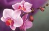 Цветок Орхидея. Магические свойства