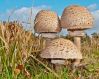 Сообщение про грибы-зонтики, 3 класс. Окружающий мир