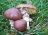 Доклад про грибы маслята, 3 класс. Окружающий мир